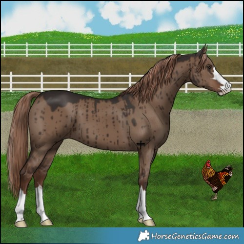 Horse Color:Liver Red Dun Brindle 