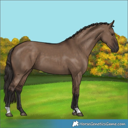 Horse Color:Liver Red Dun 