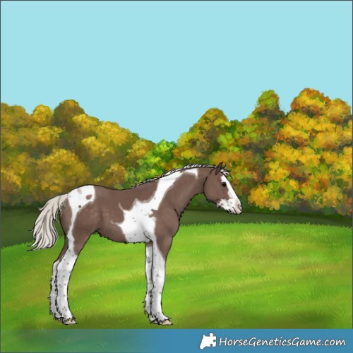 Horse Color:Silver Black Splash Tobiano 