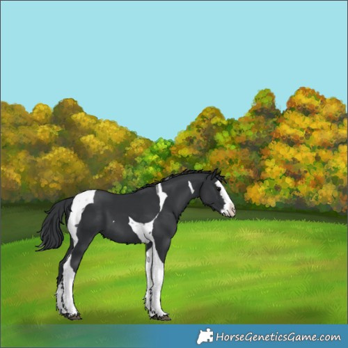 Horse Color:Black Splash Tobiano 