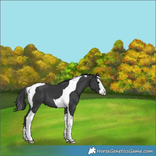 Horse Color:Black Splash Tobiano 