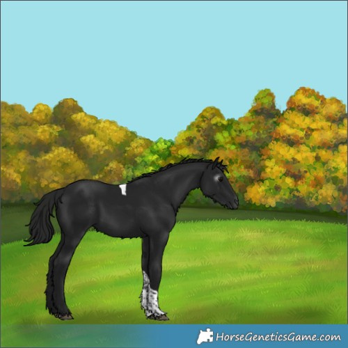 Horse Color:Gray Black Tobiano 
