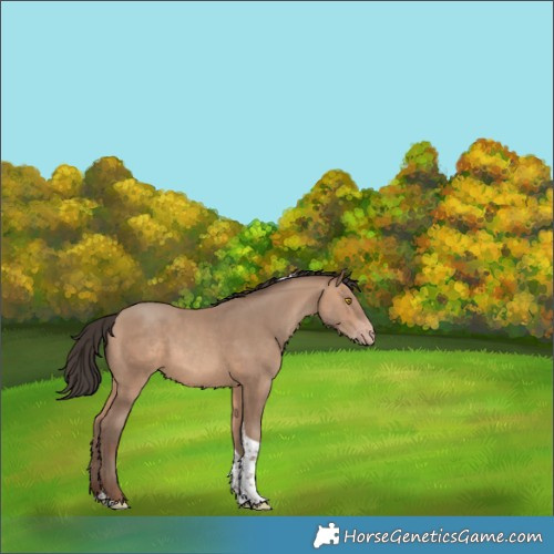 Horse Color:Sable Champagne Tobiano Rabicano 