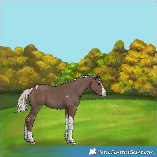 Horse Color:Silver Black Splash Tobiano 