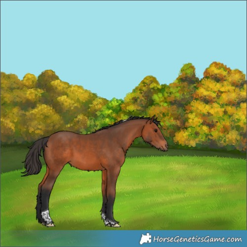 Horse Color:Bay Tobiano 