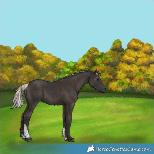 Horse Color:Black Tobiano  and Gray Silver Black Tobiano 