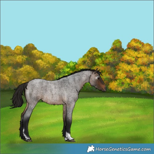 Horse Color:Gray Buckskin Roan Tobiano 