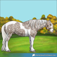 Horse Color:White Spotted Silver Black Tobiano Snowflake Varnish 