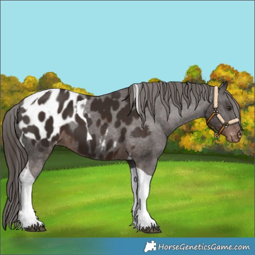 Horse Color:Liver Chestnut Tobiano Appaloosa 