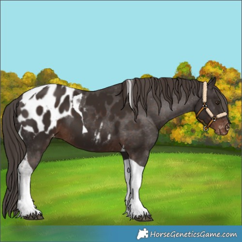 Horse Color:Liver Chestnut Tobiano Blanket 