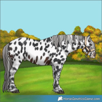 Horse Color:Brown Appaloosa 