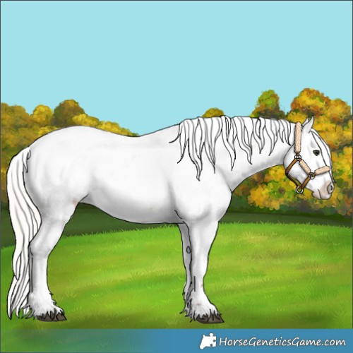 Horse Color:Silver Bay Dun Near Fewspot
