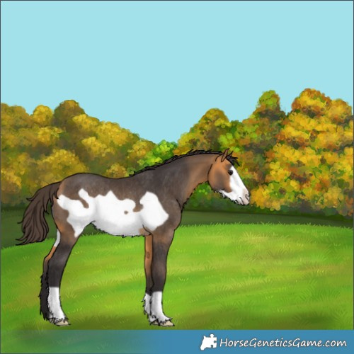 Horse Color:Buckskin Frame Rabicano 