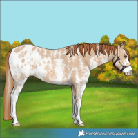 Horse Color:Red Dun Sabino Appaloosa 