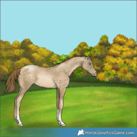 Horse Color:Buckskin Pearl Tobiano