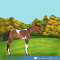 Horse Color:Bay Tobiano