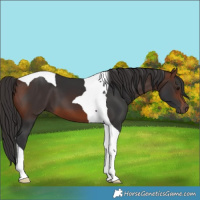 Horse Color:Brown Tobiano
