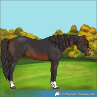 Horse Color:Brown 