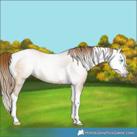 Horse Color:Gray Buckskin Pearl Tobiano 