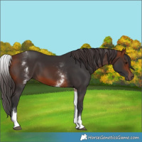 Horse Color:White Spotted Bay 