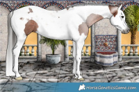 Horse Color:Gray Bay Splash Tobiano