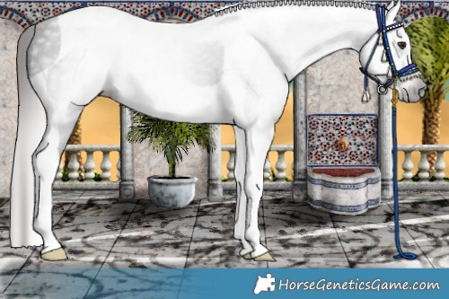 Horse Color:Gray Liver Chestnut Tobiano 