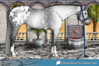 Horse Color:Gray Brown Blanket 