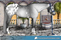Horse Color:Gray Brown Appaloosa