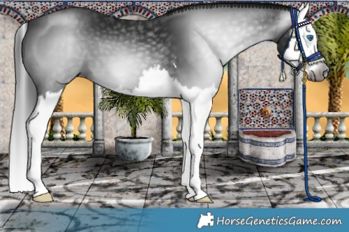 Horse Color:Gray Brown Splash 