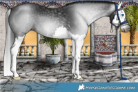 Horse Color:Gray Brown Splash