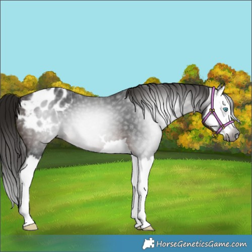 Horse Color:Gray Bay Splash Appaloosa 