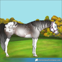 Horse Color:Gray Bay Splash Appaloosa 