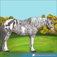 Horse Color:Liver Chestnut Sabino Tobiano Appaloosa 