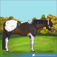 Horse Color:Brown Tobiano Appaloosa 