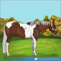 Horse Color:Silver Brown Tobiano 