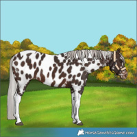 Horse Color:Silver Brown Tobiano Near Leopard 