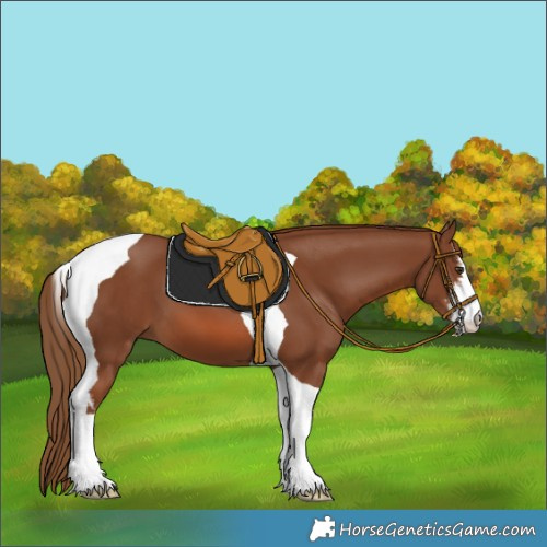 Horse Color:White Spotted Chestnut Tobiano 