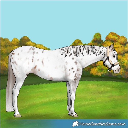 Horse Color:White Spotted Bay Appaloosa