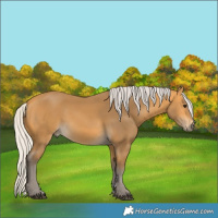 Horse Color:Silver Buckskin 