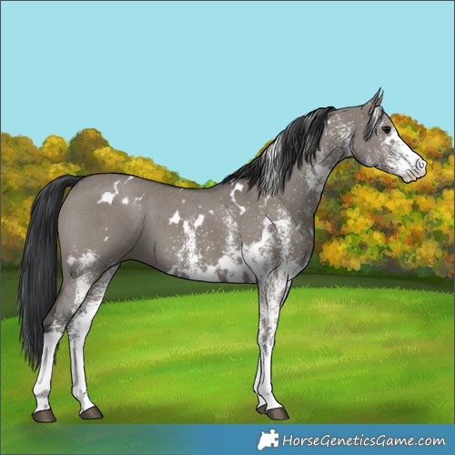 Horse Color:White Spotted Grullo 