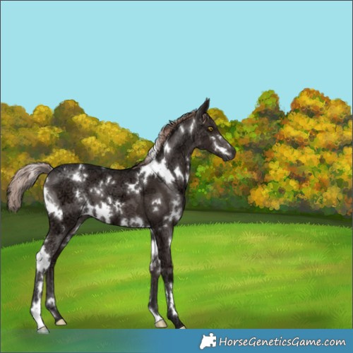 Horse Color:White Spotted Liver Chestnut Ice 
