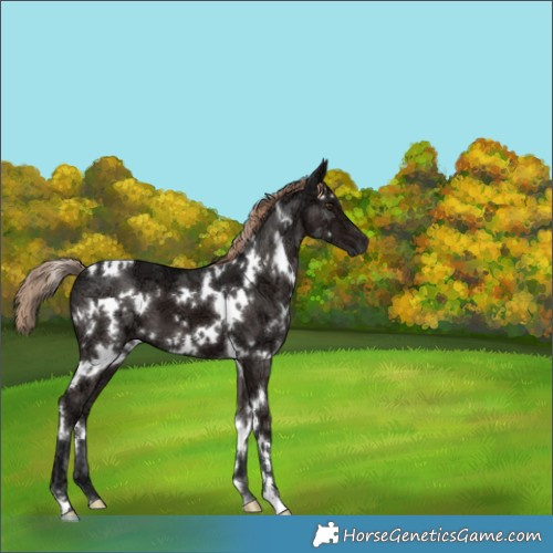 Horse Color:White Spotted Liver Chestnut Ice 