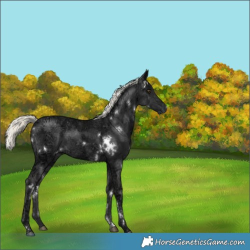 Horse Color:White Spotted Liver Chestnut Ice Mushroom 