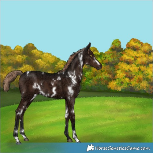 Horse Color:White Spotted Liver Chestnut Ice 