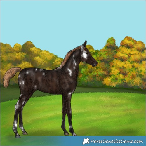 Horse Color:White Spotted Liver Chestnut Ice 