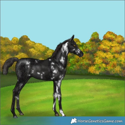 Horse Color:White Spotted Liver Chestnut Ice 