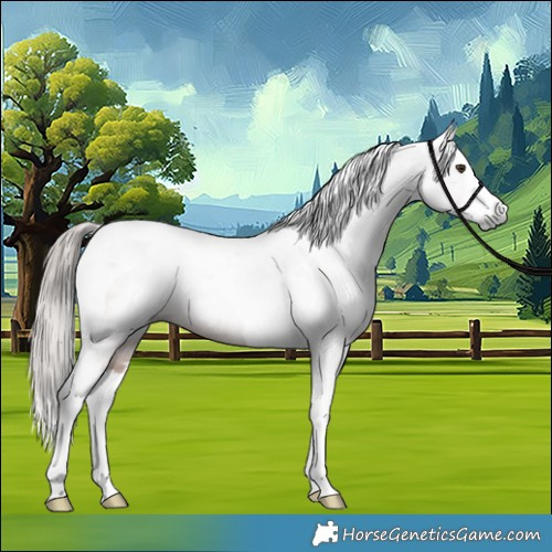 Horse Color:Gray Chestnut Splash Tobiano 