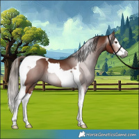 Horse Color:Gray Chestnut Splash Tobiano 