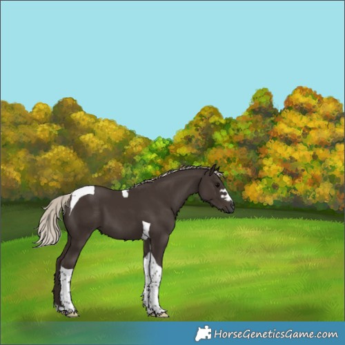 Horse Color:Gray Silver Black Tobiano 