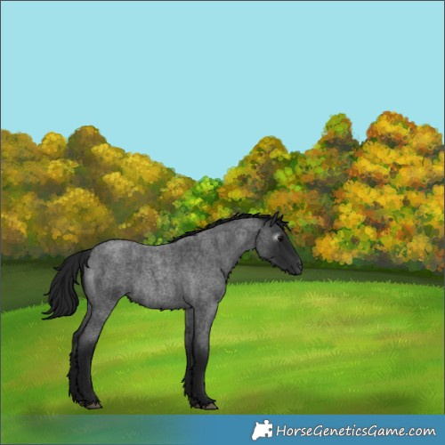 Horse Color:Gray Brown Roan 